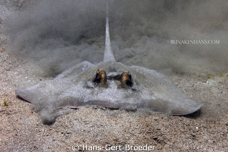 Blue Spotted Sting Ray
starting Stealth Bomber,
wori ne... by Hans-Gert Broeder 