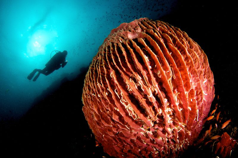 Giant Barrel Sponge & Diver by Iyad Suleyman 