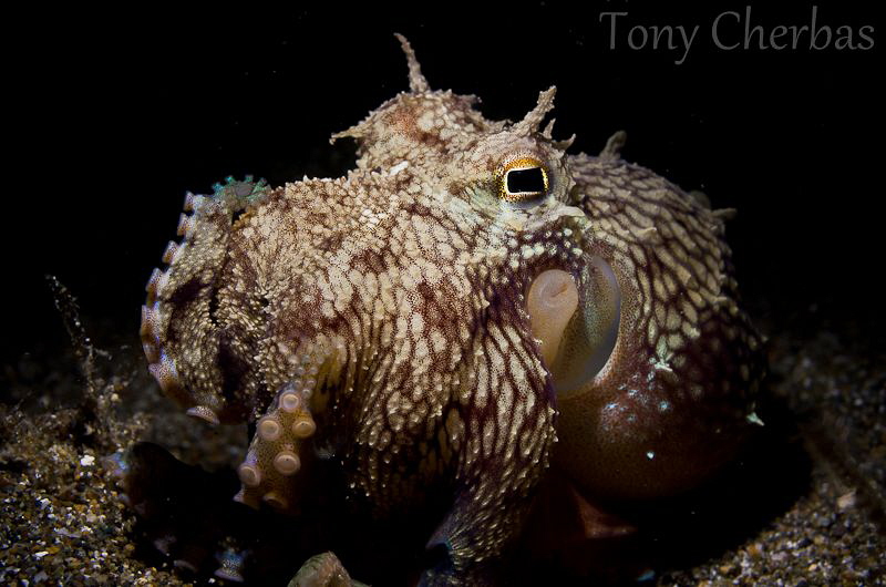 Lil' Monster: Coconut Octopus eating a bivalve (lit with ... by Tony Cherbas 