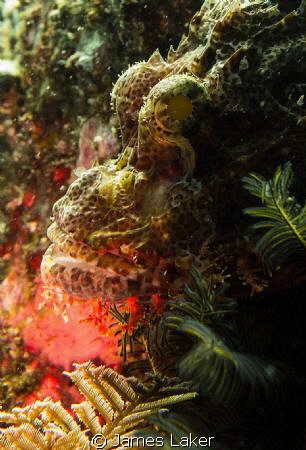 Scorpionfish 2nd shot on a safety stop by James Laker 