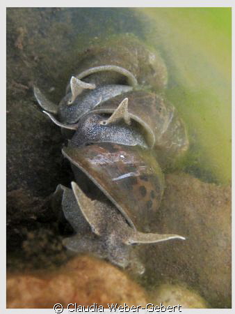 THREE ...piling up...

Freshwater snails by Claudia Weber-Gebert 