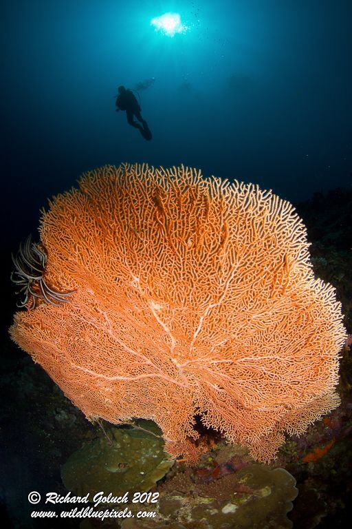 Giant Gorgonian Sea Fan-Weda Bay -Halmahera by Richard Goluch 