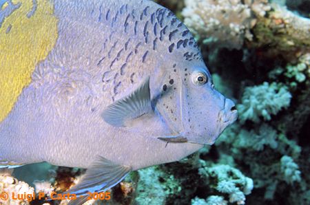 Maculated Angel Fish. Sharm El Sheikh, Egypt. Canon eos1n... by Luigi Carta 
