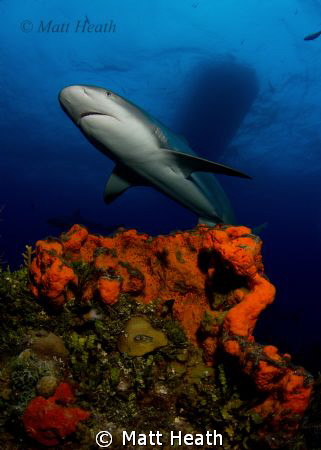 Caribbean Reef Shark by Matt Heath 