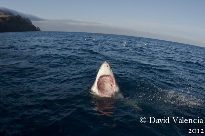 A Great White mouthing at the surface. by David Valencia 