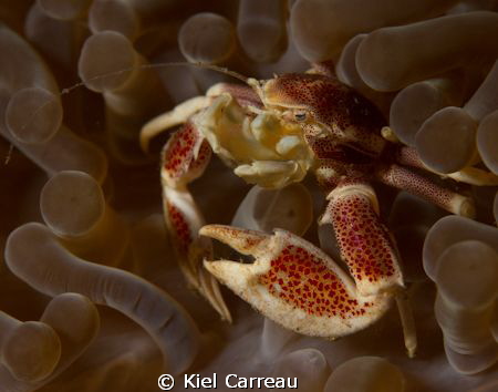 Porcelain Crab filtering away. by Kiel Carreau 