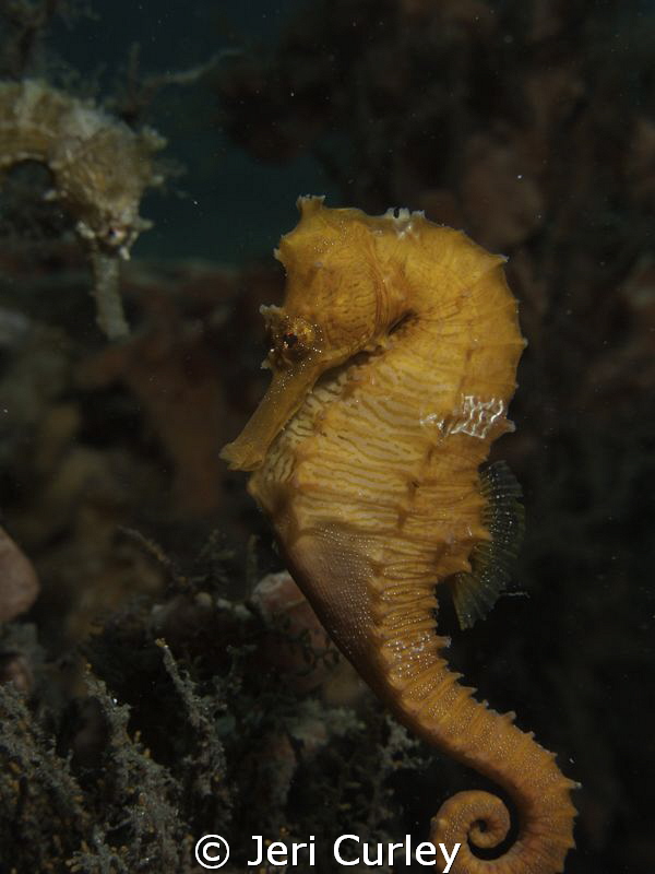 Seahorse swimming over to visit his friend. by Jeri Curley 