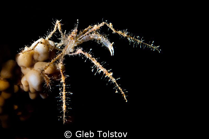 Spider crab light with a snoot by Gleb Tolstov 