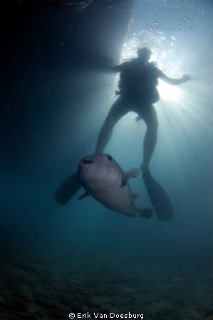 Many people see the underwaterworld as an alien place. Wi... by Erik Van Doesburg 
