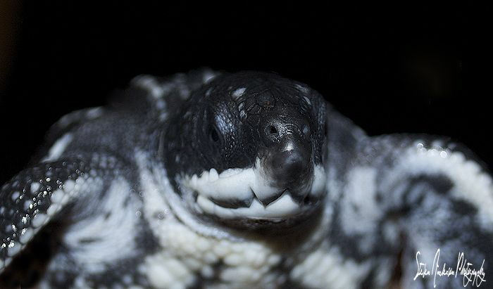 Baby Leatherback Turtle ready for a safe release. by Steven Anderson 