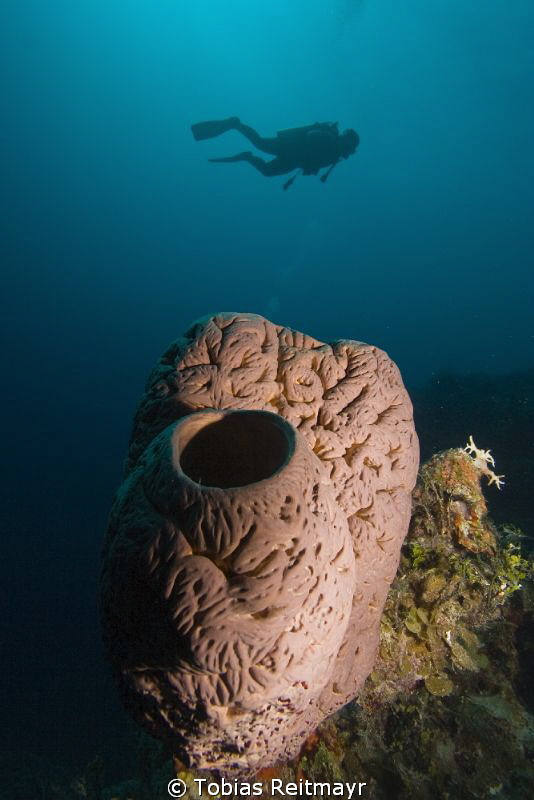 Sponge with diver, Exumas by Tobias Reitmayr 