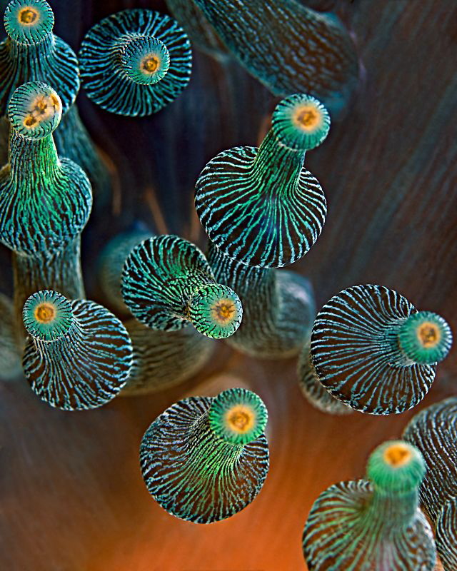 Bulb-tentacle Sea Anemone

Shot at Kubuh Indah, Bali. by Henry Jager 