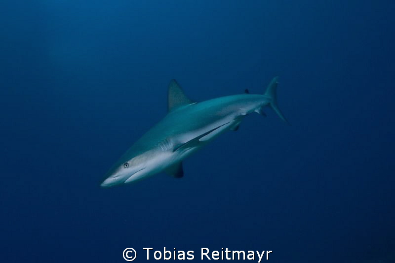 Caribbean Reef Shark at Austin Smith Wreck, Exumas by Tobias Reitmayr 