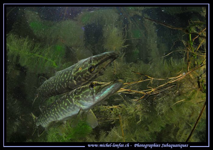 Young Pike Fish Reflection... :O)... by Michel Lonfat 