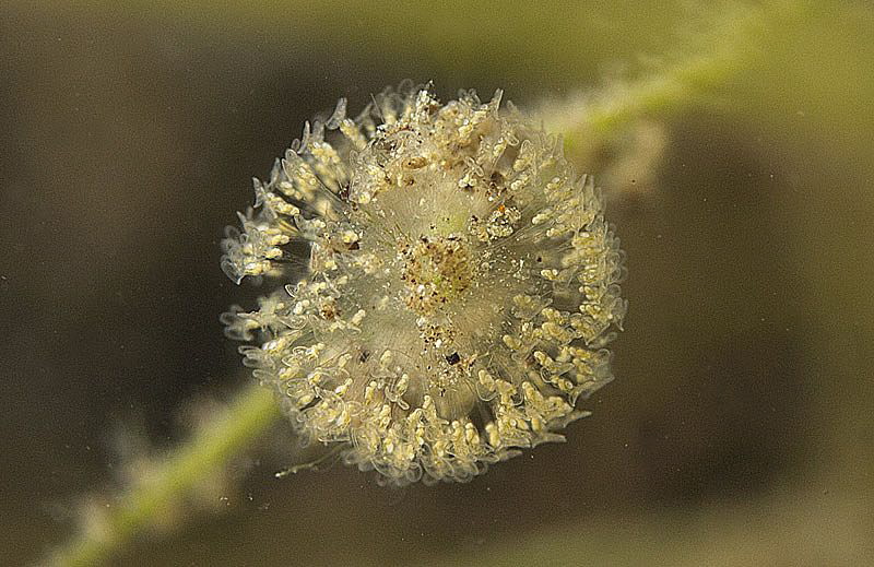 rotifer colony
(Sinantheria socialis) by Chris Krambeck 