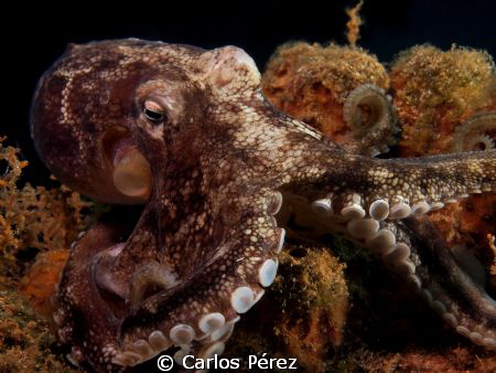 octopus vulgaris by Carlos Pérez 