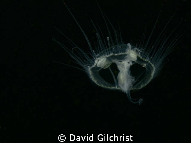Freshwater 'Jellyfish' by David Gilchrist 