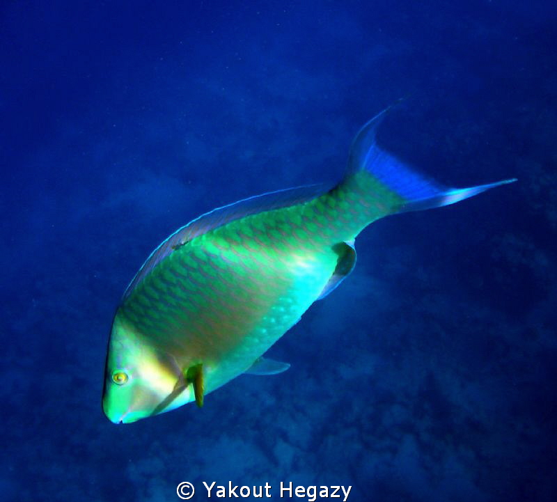 Rusty parrofish in dark blue water by Yakout Hegazy 
