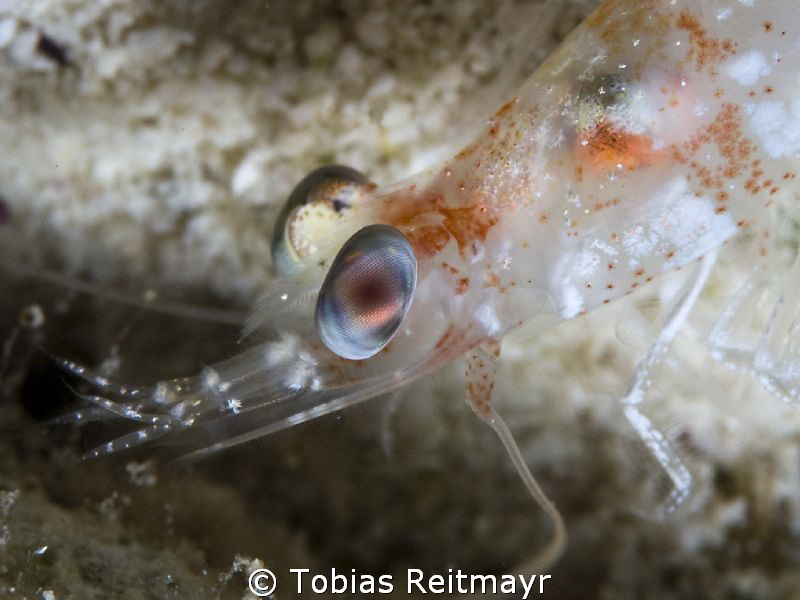 Velvet shrimp at night at Barracuda Shoal, Exumas by Tobias Reitmayr 