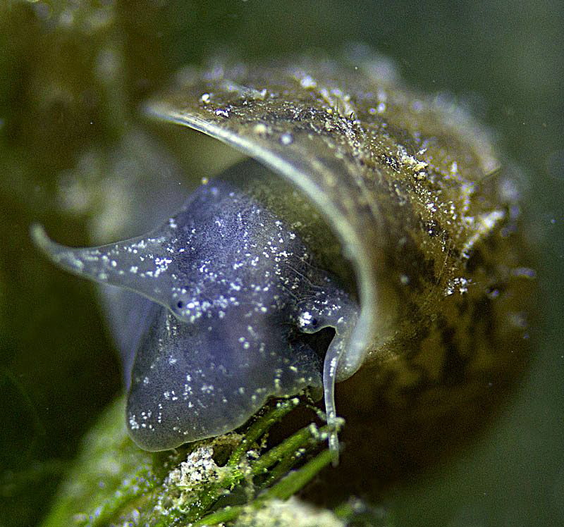 Exceptional blue pond snail,
"black sheep" so to say. by Chris Krambeck 