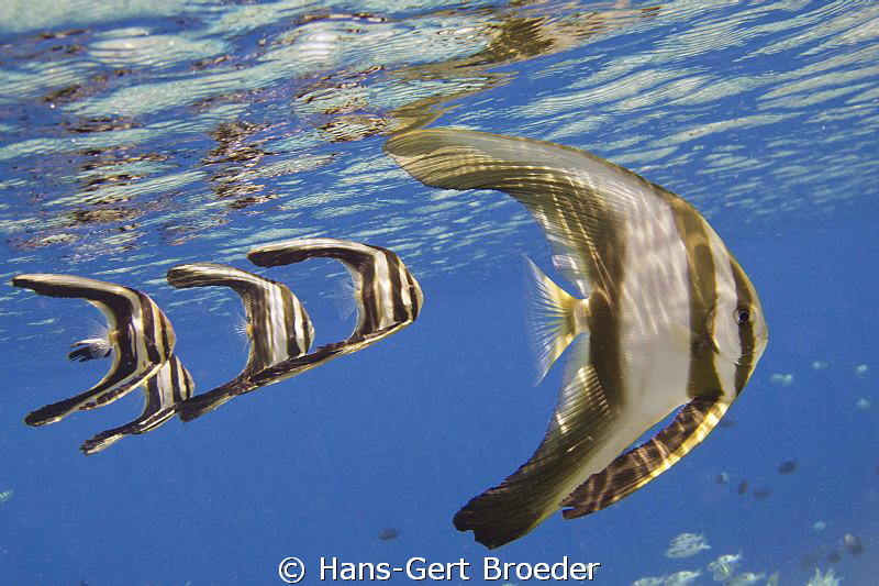 Batfishfamily,
children showed discipline , formed a lin... by Hans-Gert Broeder 