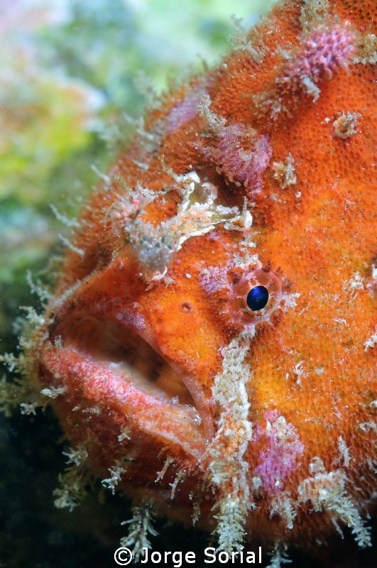 Close-up of a frogfish by Jorge Sorial 