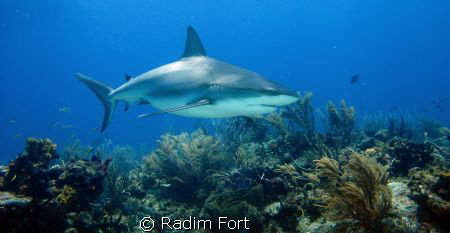 žralok perezův by Radim Fort 