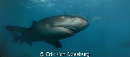 Lemon shark on the prowl by Erik Van Doesburg 