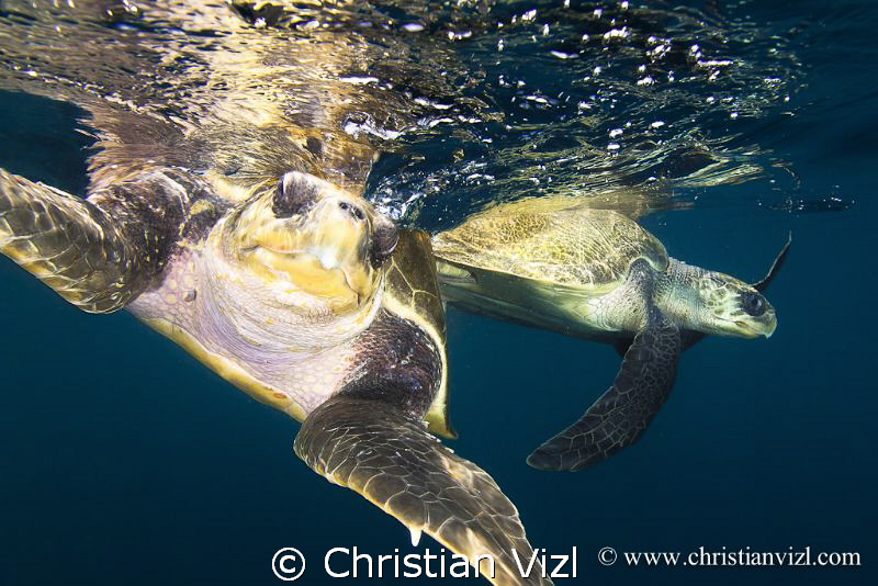 Couple of sea turtles in open Pacific Ocean. by Christian Vizl 