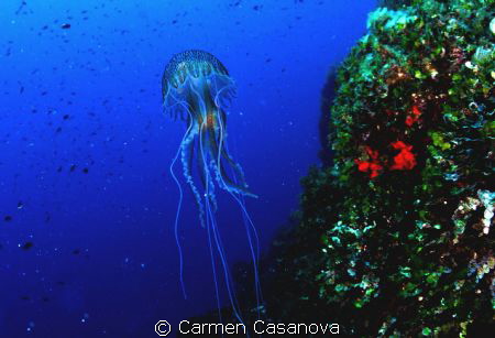 MEDUSA - Islas Hormigas Marine Reserve, Cabo de Palos (Sp... by Carmen Casanova 