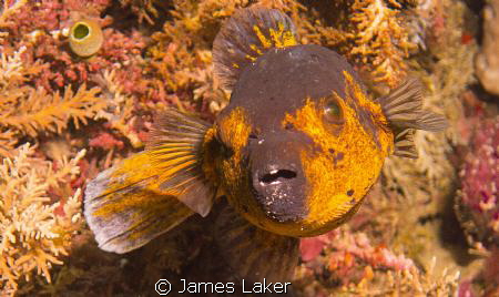Pufferfish by James Laker 