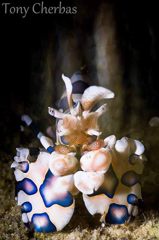 Steamed: Harlequin Shrimp with slow shutter pan. F18, 4 s... by Tony Cherbas 