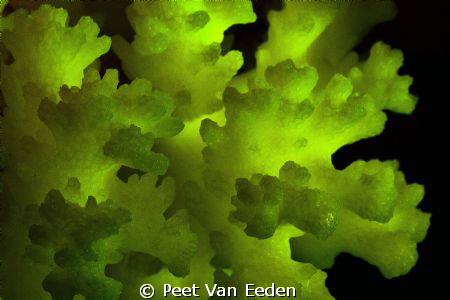 Fluorescent hard coral- excited by ultraviolet light by Peet Van Eeden 