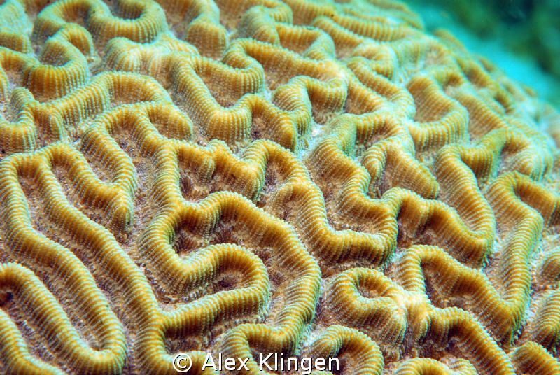 This is my brain...on salt water. by Alex Klingen 