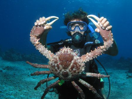 Spider Crab caught off West coast of Puerto Rico, made a ... by John Thompson 