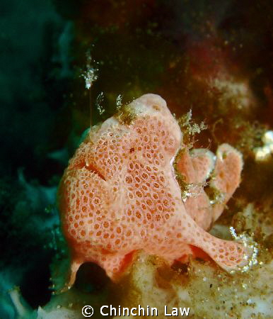 juvenile painted frogfish by Chinchin Law 