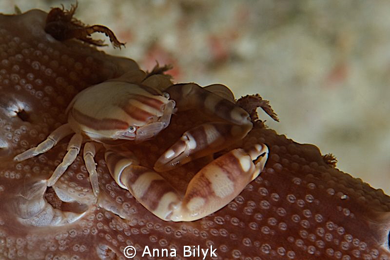 Crab by Anna Bilyk 