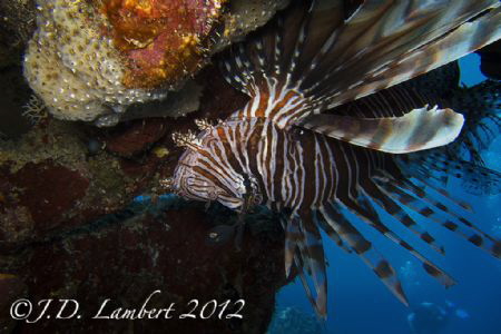 There are lots of invasive lion fish in the area where I'... by Joseph Lambert 