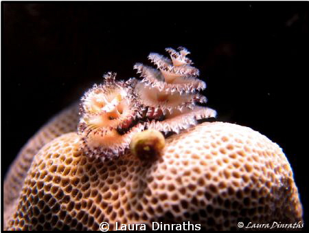 Christmas tree worm by Laura Dinraths 