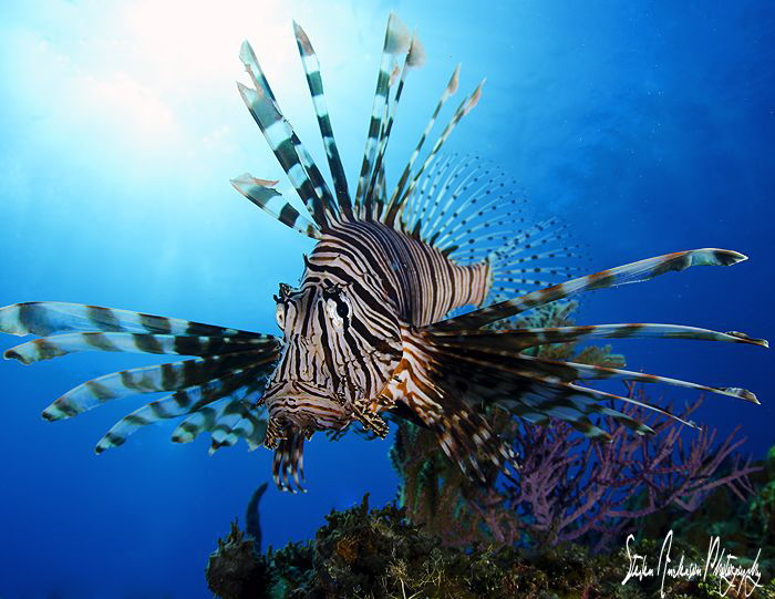 This Lionfish is out on the reef, under the sun in search... by Steven Anderson 