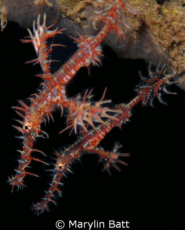 Pair of Ghost Pipefish by Marylin Batt 