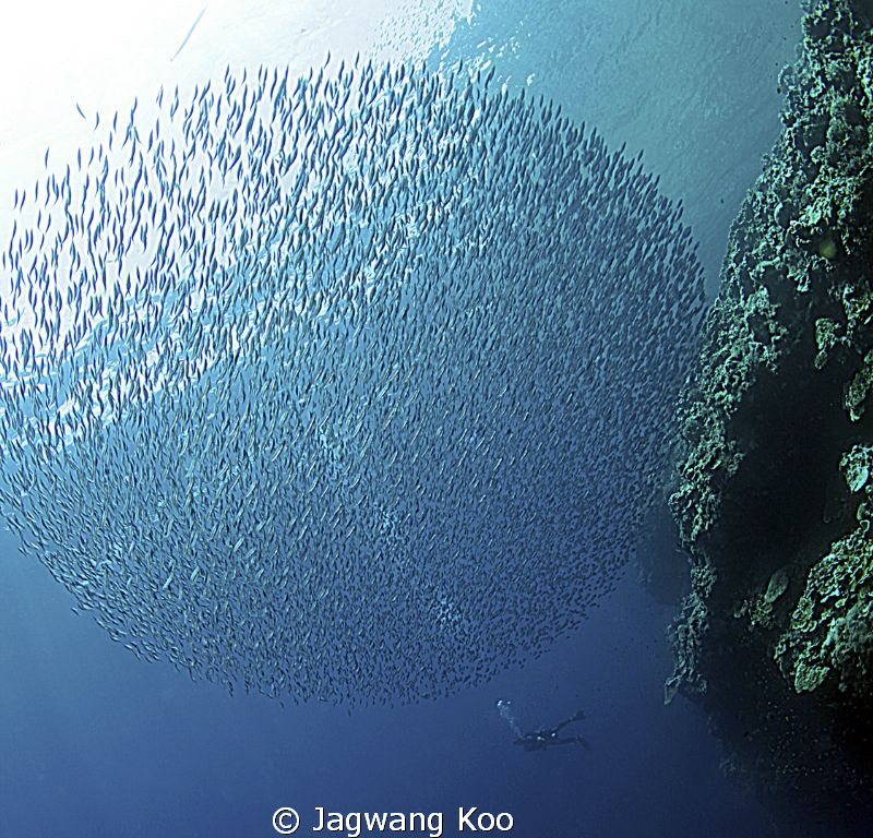 Fish ball and Diver by Jagwang Koo 