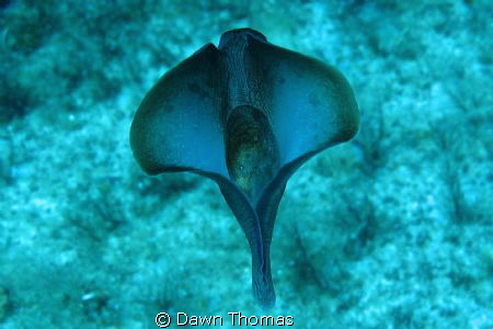 Sea Hare swimming on the P31 Wreck of Comino, one of the ... by Dawn Thomas 