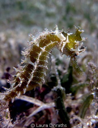 Thorny seahorse hiding in the seagrass meadow by Laura Dinraths 