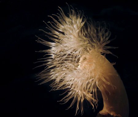 Plumose anemone by Philippe Velghe 