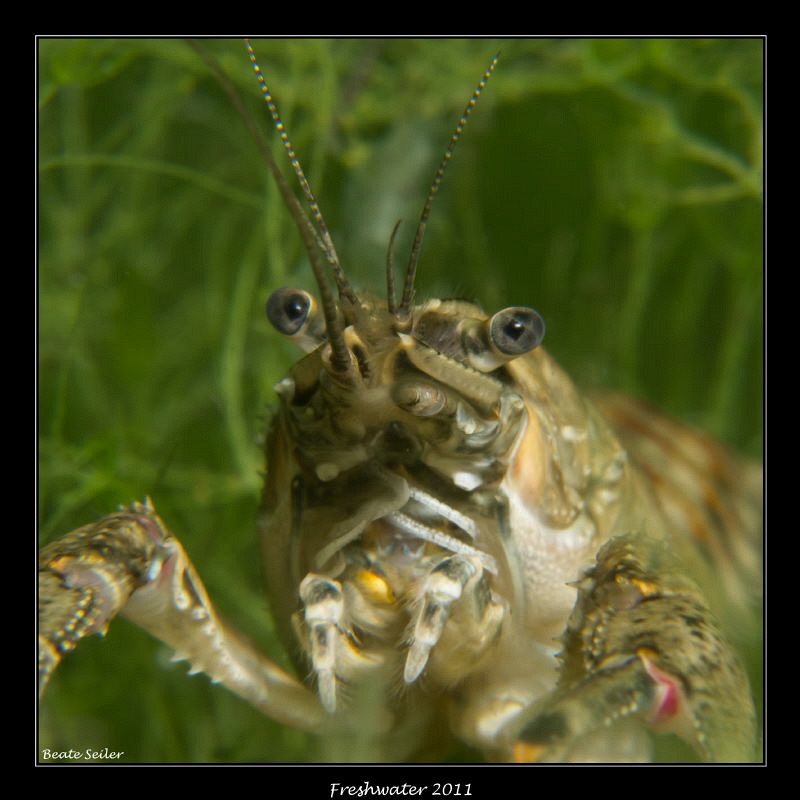 Crayfish ! by Beate Seiler 
