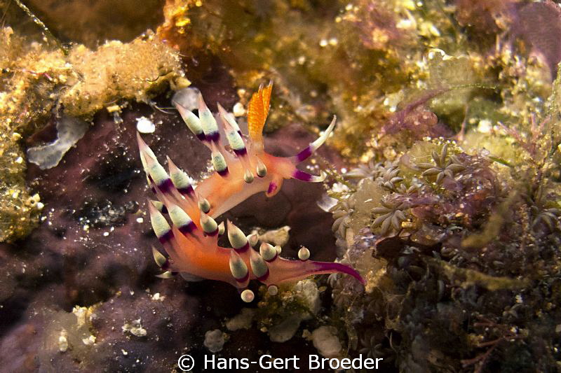 Flabellina nudibranch
Bunaken,Sulawesi,Indonesia, 
Cano... by Hans-Gert Broeder 