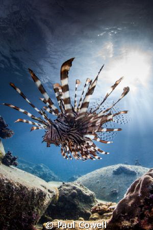 majestic lion fish on the prowl by Paul Cowell 