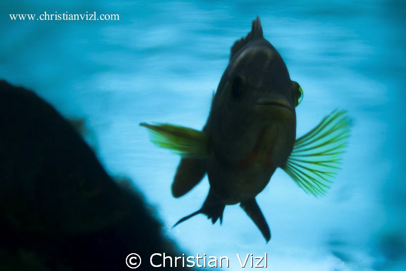 From the beautiful colors and life of the mexican Cenotes... by Christian Vizl 