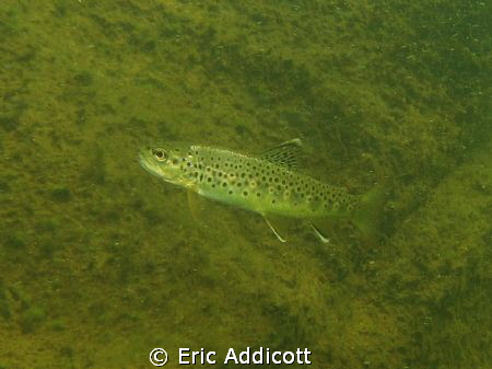 Brown trout in a California river by Eric Addicott 